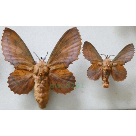 Gastropacha quercifolia (Linnaeus, 1758) pair Barczatka dębolistna Slovakia100